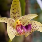 Bulbophyllum rufuslabrum